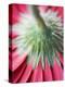 Close-Up of Back of Red Gerbera Daisy-Clive Nichols-Premier Image Canvas