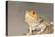 Close-up of Bearded dragon on rock-null-Premier Image Canvas