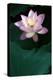 Close-Up of Beatiful Pink Lotus-kenny001-Premier Image Canvas