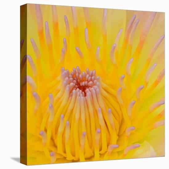 Close up of Beautiful Yellow Water Lily-Panu Ruangjan-Stretched Canvas