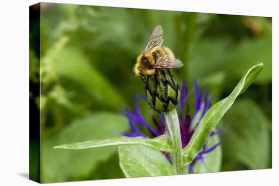 Close-Up of Bee on Flower Bud-Matt Freedman-Premier Image Canvas