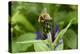 Close-Up of Bee on Flower Bud-Matt Freedman-Premier Image Canvas