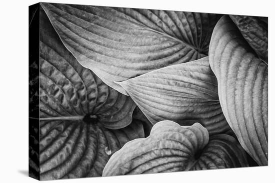Close-Up of Big Hosta Leaves Covering Each Other-Henriette Lund Mackey-Premier Image Canvas