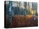 Close-Up of Birch Tree Trunks in Forest-Utterström Photography-Premier Image Canvas
