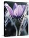 Close-up of Blooming Pasque Flower with Purple Petals-null-Premier Image Canvas