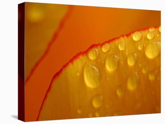 Close-up of Bright Yellow Tulip Petals with Water Droplets-null-Premier Image Canvas