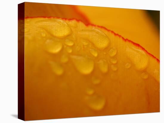 Close-up of Bright Yellow Tulip Petals with Water Droplets-null-Premier Image Canvas