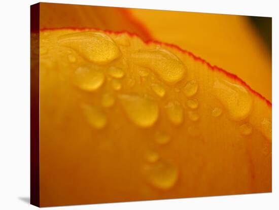 Close-up of Bright Yellow Tulip Petals with Water Droplets-null-Premier Image Canvas