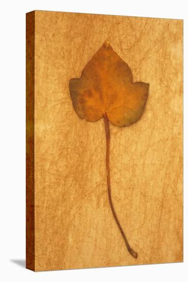 Close Up of Brown Autumn Or Winter Leaf of Ivy Or Hedera Helix Lying On Rough Beige Surface-Den Reader-Premier Image Canvas