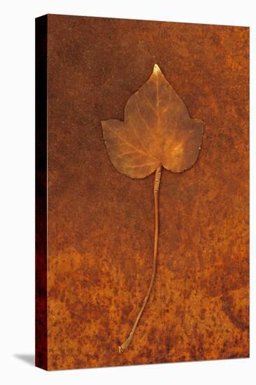 Close Up of Brown Autumn Or Winter Leaf of Ivy Or Hedera Helix Lying On Rusty Metal Sheet-Den Reader-Premier Image Canvas