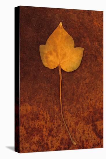 Close Up of Brown Autumn Or Winter Leaf of Ivy Or Hedera Helix Lying On Rusty Metal Sheet-Den Reader-Premier Image Canvas