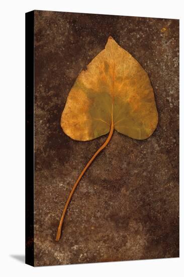 Close Up of Brown Autumn Or Winter Leaf of Ivy Or Hedera Helix Lying On Tarnished Metal-Den Reader-Premier Image Canvas
