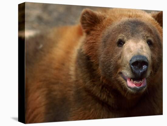 Close-up of Brown Bear-Elizabeth DeLaney-Premier Image Canvas