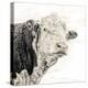 Close Up of Bull's Head-Mark Gemmell-Premier Image Canvas