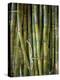 Close-Up of Bundles of Sugar Cane in Mexico, North America-Michelle Garrett-Premier Image Canvas