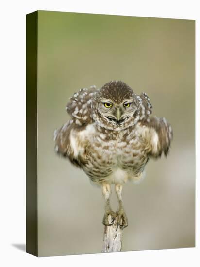 Close-up of Burrowing Owl Shaking Its Feathers on Fence Post, Cape Coral, Florida, USA-Ellen Anon-Premier Image Canvas