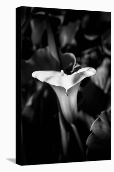 Close-up of Calla lily flower in bloom, California, USA-Panoramic Images-Premier Image Canvas