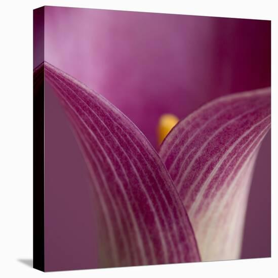 Close-up of Calla Lily-Clive Nichols-Premier Image Canvas