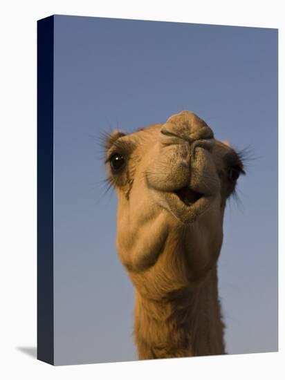 Close-Up of Camel's Head in Bright Evening Light, Near Abu Dhabi-Martin Child-Premier Image Canvas