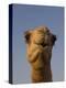 Close-Up of Camel's Head in Bright Evening Light, Near Abu Dhabi-Martin Child-Premier Image Canvas