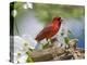 Close-up of Cardinal in Blooming Tree-Gary Carter-Premier Image Canvas