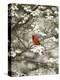 Close-up of Cardinal in Blooming Tree-Gary Carter-Premier Image Canvas