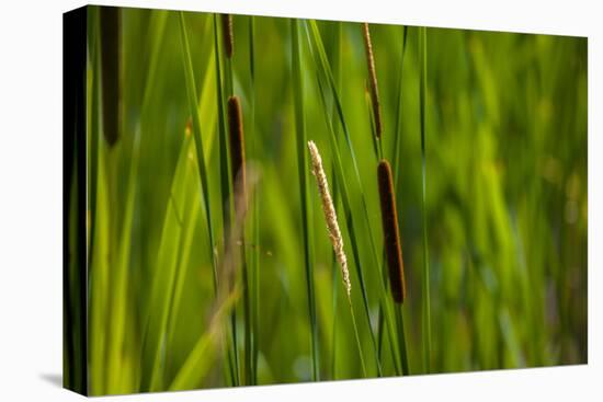 Close-up of cattails plant in a field-null-Premier Image Canvas