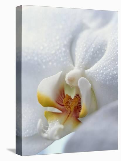 Close Up of Center of White Orchid with Yellow Center-null-Premier Image Canvas