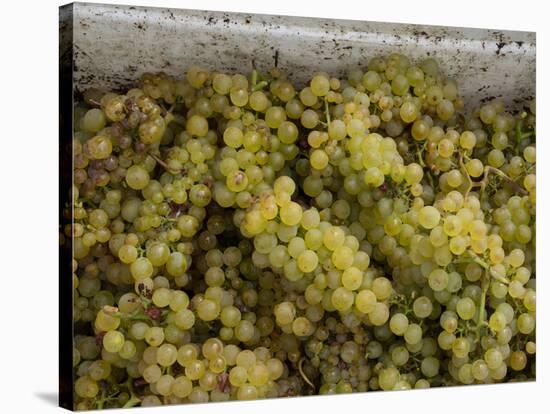 Close-up of Chardonnay grapes, Church Road Tom Chardonnay, Hawke's Bay, Hastings, North Island,...-null-Premier Image Canvas