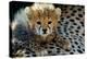 Close-Up of Cheetah (Acinonyx Jubatus) Cub, Ndutu, Ngorongoro Conservation Area, Tanzania-null-Stretched Canvas