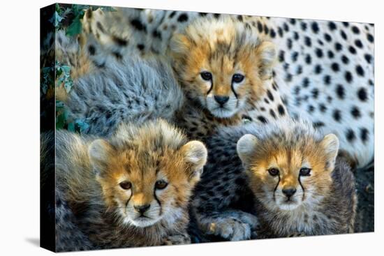 Close-Up of Cheetah (Acinonyx Jubatus) Cubs, Ndutu, Ngorongoro Conservation Area, Tanzania-null-Stretched Canvas