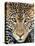 Close up of cheetah (Acinonyx jubatus) , Ngorongoro Conservation Area, Tanzania, Africa-Panoramic Images-Premier Image Canvas