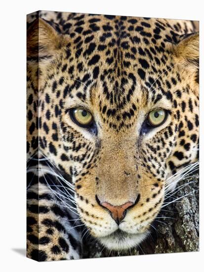 Close up of cheetah (Acinonyx jubatus) , Ngorongoro Conservation Area, Tanzania, Africa-Panoramic Images-Premier Image Canvas
