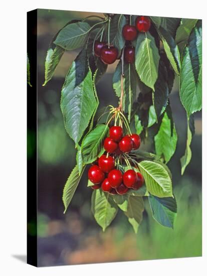 Close-Up of Cherries Hanging in Tree, Mosier, Oregon, USA-Jaynes Gallery-Premier Image Canvas