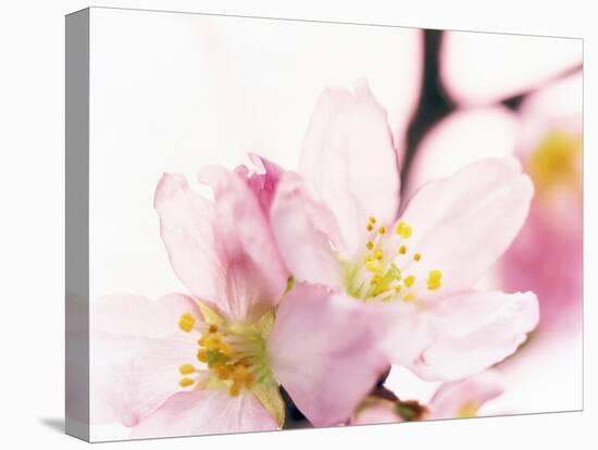 Close Up of Cherry Blossom-null-Premier Image Canvas