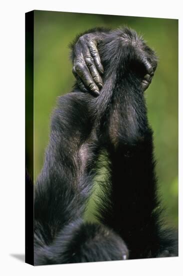 Close-Up of Chimpanzees Holding Hands-null-Premier Image Canvas