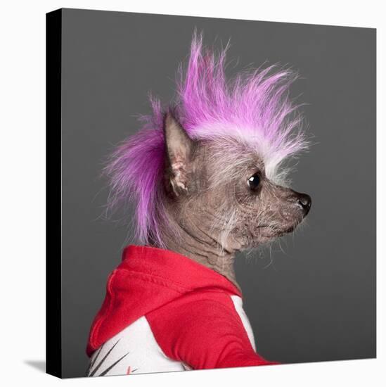 Close-Up Of Chinese Crested Dog With Pink Mohawk, 4 Years Old, In Front Of Grey Background-Life on White-Premier Image Canvas