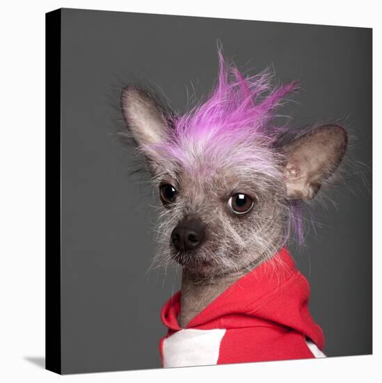 Close-Up Of Chinese Crested Dog With Pink Mohawk, 4 Years Old, In Front Of Grey Background-Life on White-Premier Image Canvas