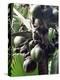 Close-Up of Coco De Mer, Vallee De Mai National Park, Island of Praslin, Seychelles-Bruno Barbier-Premier Image Canvas