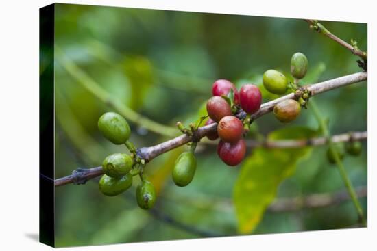 Close-Up of Coffee Beans in the Highlands of Papua New Guinea, Papua New Guinea-Michael Runkel-Premier Image Canvas