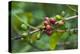 Close-Up of Coffee Beans in the Highlands of Papua New Guinea, Papua New Guinea-Michael Runkel-Premier Image Canvas