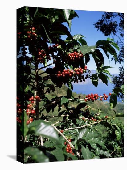 Close-up of Coffee Plant and Beans, Lago Atitlan (Lake Atitlan) Beyond, Guatemala, Central America-Aaron McCoy-Premier Image Canvas