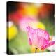 Close Up Of Colorful Poppies In The Wine Country, Alexander Valley, Sonoma County-Ron Koeberer-Stretched Canvas