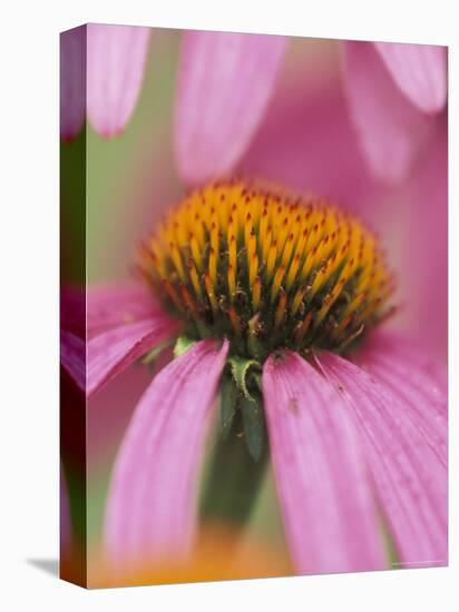 Close-up of Coneflower-Adam Jones-Premier Image Canvas