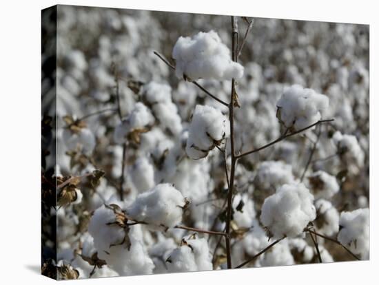 Close-up of Cotton Plants in a Field, Wellington, Texas, USA-null-Premier Image Canvas