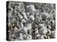 Close-up of Cotton Plants in a Field, Wellington, Texas, USA-null-Premier Image Canvas