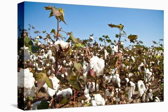 Close up of Cotton Plants-Lamarinx-Premier Image Canvas