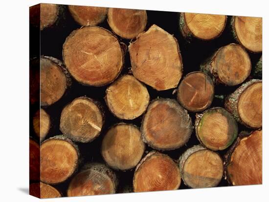 Close-Up of Cut Logs in a Timber Pile, Hassness Wood, Lake District, Cumbria, England, UK-Neale Clarke-Premier Image Canvas