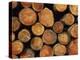 Close-Up of Cut Logs in a Timber Pile, Hassness Wood, Lake District, Cumbria, England, UK-Neale Clarke-Premier Image Canvas