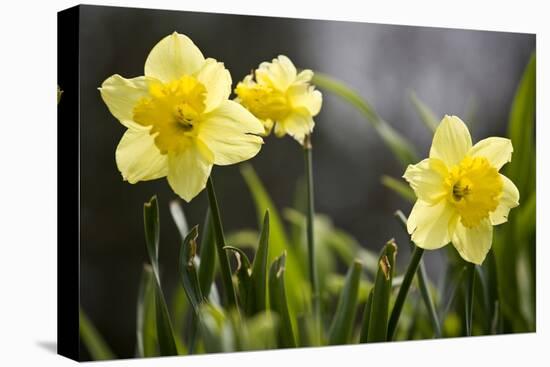 Close-up of daffodils, Hope, Knox County, Maine, USA-Panoramic Images-Premier Image Canvas